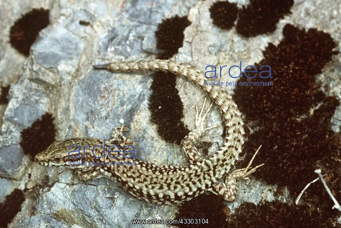 : WALL LIZARD : WALL LIZARD