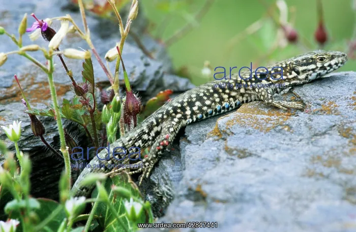 : Wall lizard - France : Wall lizard - France