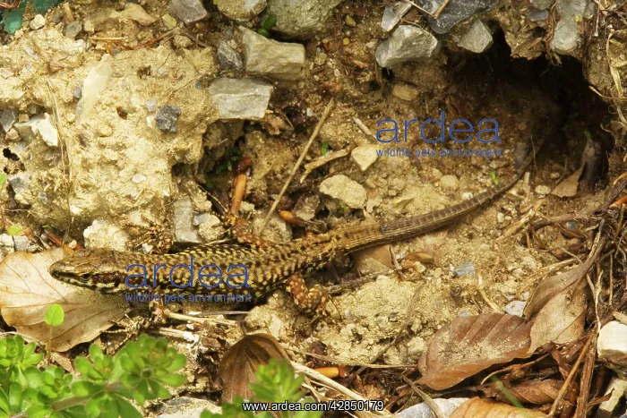 : Wall Lizard - north italian form, emerging cautiously : Wall Lizard - north italian form, emerging cautiously