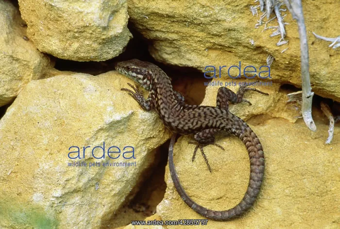 : WALL LIZARD - by rock : WALL LIZARD - by rock
