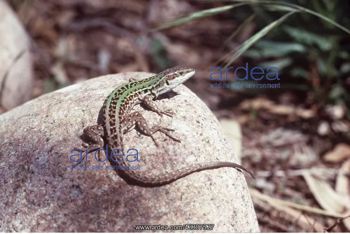 : WALL LIZARD - on rock : WALL LIZARD - on rock