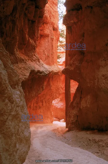 : Wall Street Trail, Bryce Canyon : Wall Street Trail, Bryce Canyon