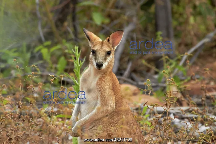  : Wallaby, Katherine Gorge, Nitmiluk National