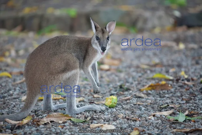 : Wallaby preparing to eat tasty piece of : Wallaby preparing to eat tasty piece of