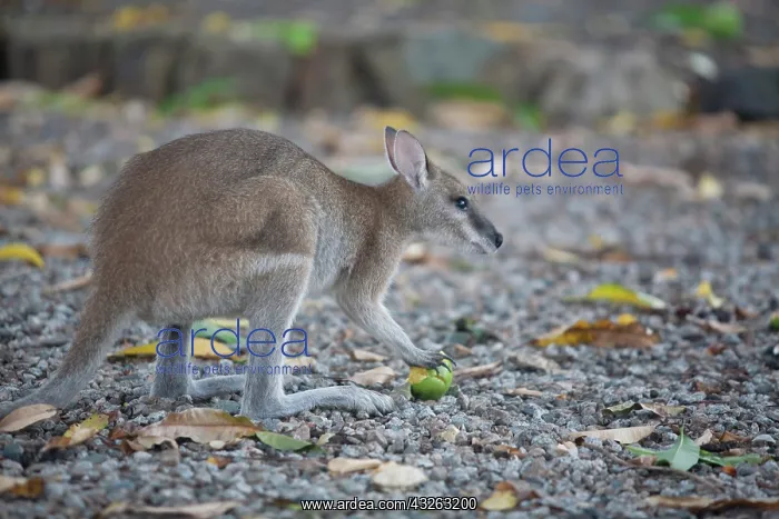 : Wallaby preparing to eat tasty piece of : Wallaby preparing to eat tasty piece of