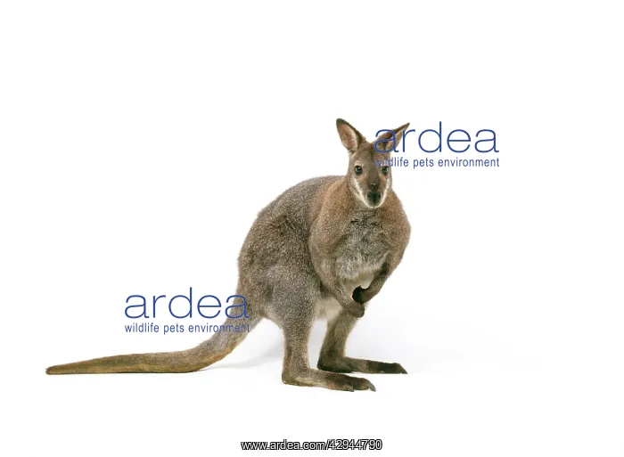  : WALLABY - studio shot