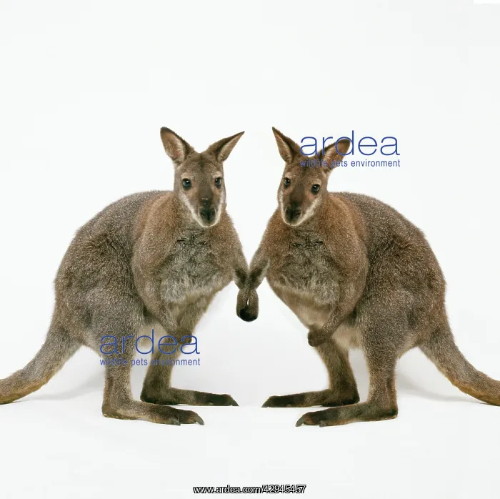 : Wallaby - x2 holding hands : Wallaby - x2 holding hands