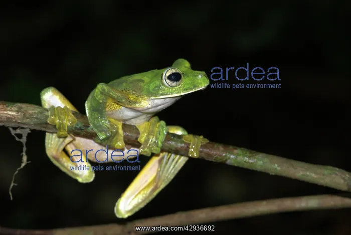 : Wallace's Flying Frog : Wallace's Flying Frog