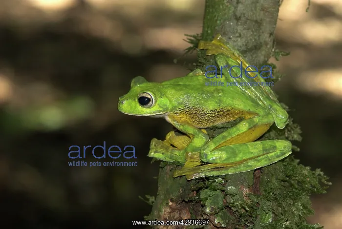 : Wallace's Flying Frog : Wallace's Flying Frog