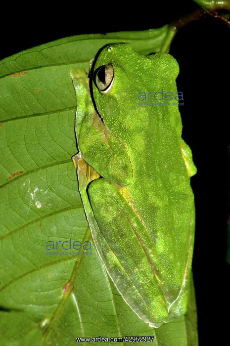 : A Wallace's Flying Frog hides in a leaf in undergrowth : A Wallace's Flying Frog hides in a leaf in undergrowth