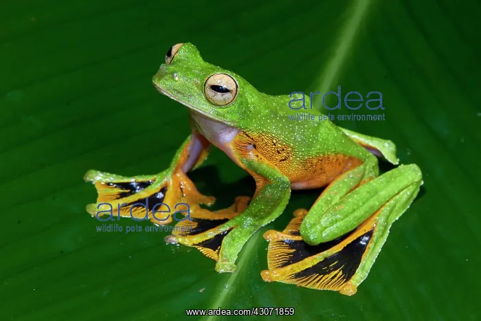 : Wallace's flying tree frog (Rhacophorus nigropalmatus) : Wallace's flying tree frog (Rhacophorus nigropalmatus)