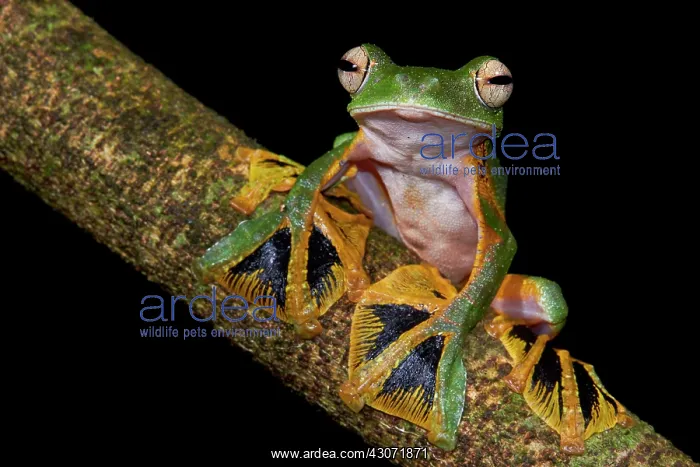 : Wallace's flying tree frog (Rhacophorus nigropalmatus) : Wallace's flying tree frog (Rhacophorus nigropalmatus)