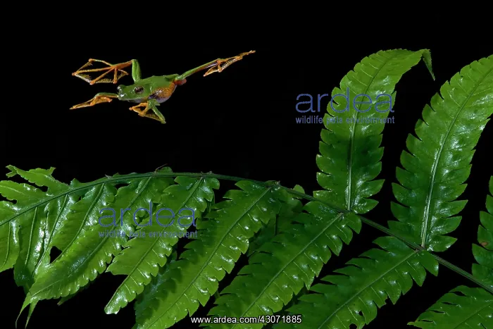 : Wallace's flying tree frog (Rhacophorus nigropalmatus) : Wallace's flying tree frog (Rhacophorus nigropalmatus)