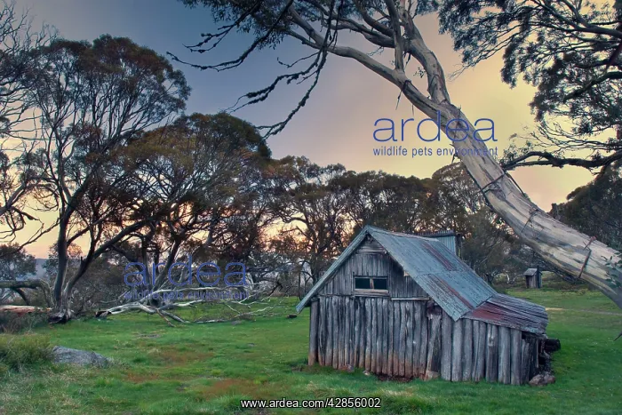 : Wallaces Hut - famous and ancient alpine Hut on : Wallaces Hut - famous and ancient alpine Hut on