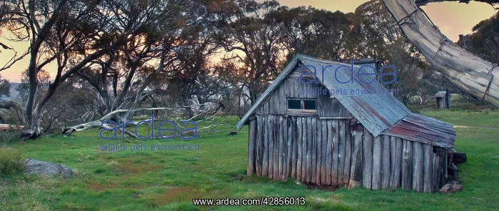 : Wallaces Hut - famous and ancient alpine Hut on : Wallaces Hut - famous and ancient alpine Hut on