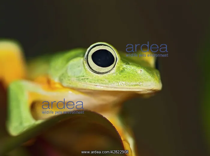  : Wallaces Tree Frog  /  Flying Frog - close up