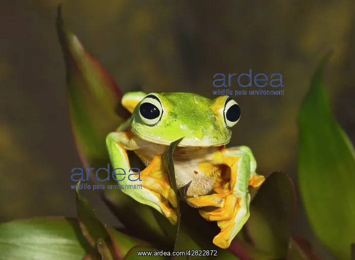  : Wallaces Tree Frog  /  Flying Frog - close up showing