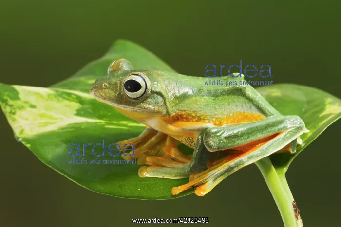 : Wallaces Tree Frog / Flying Tree Frog - on leaf : Wallaces Tree Frog / Flying Tree Frog - on leaf