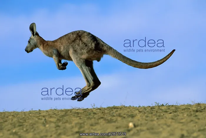 : Wallaroo / Euro - Bounding : Wallaroo / Euro - Bounding