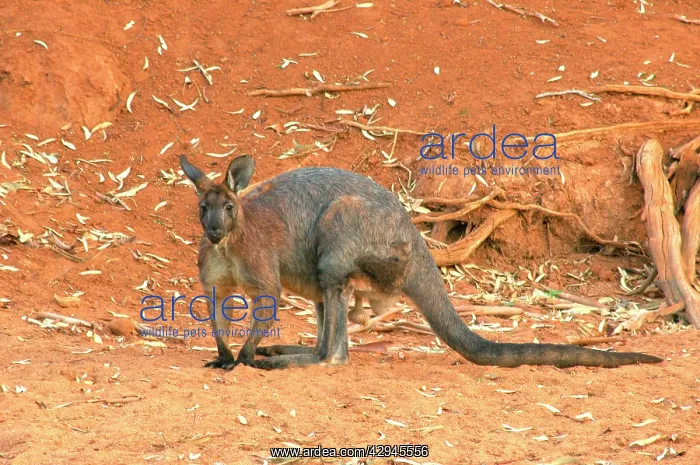  : Wallaroo or Euro - mature male