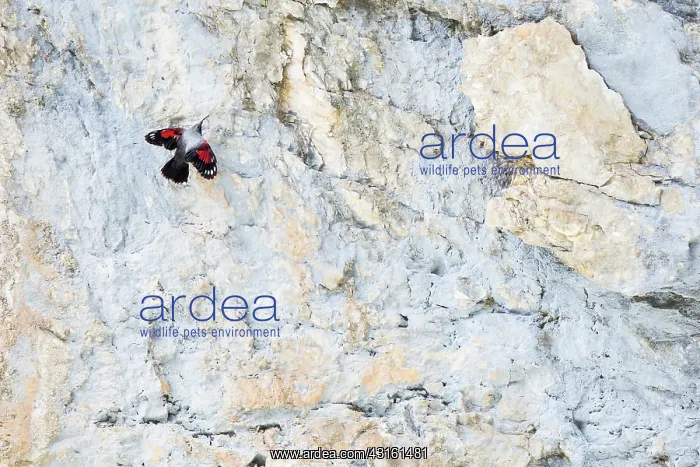 : Wallcreeper : Wallcreeper