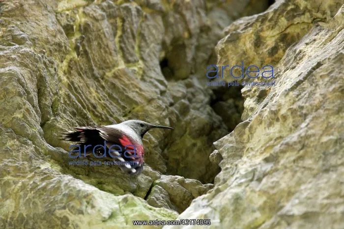  : Wallcreeper