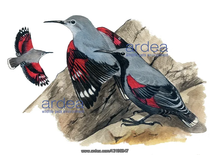 : Wallcreeper : Wallcreeper