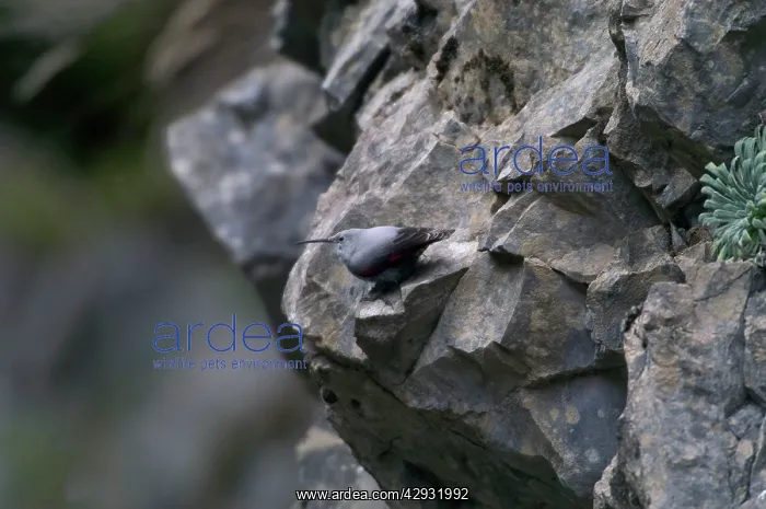 : Wallcreeper - female : Wallcreeper - female