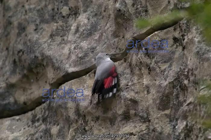 : Wallcreeper - female : Wallcreeper - female