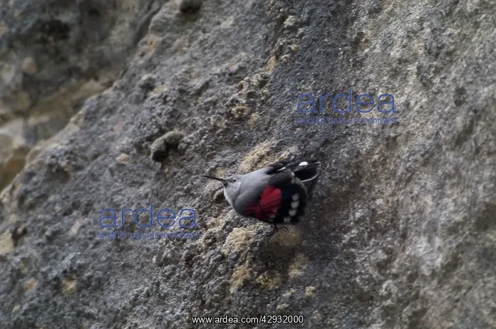 : Wallcreeper - female : Wallcreeper - female