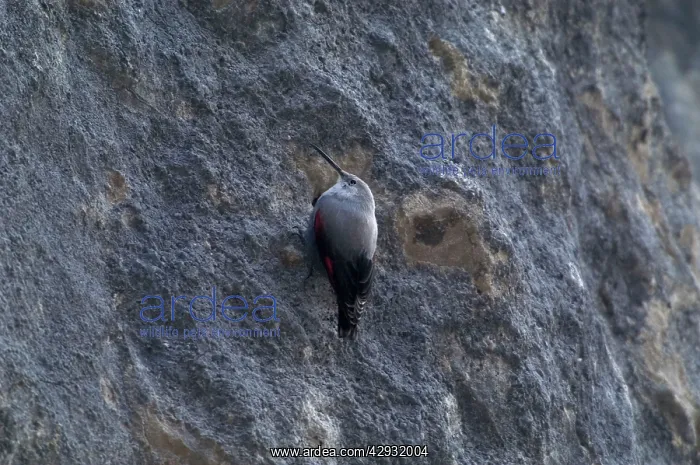 : Wallcreeper - female : Wallcreeper - female