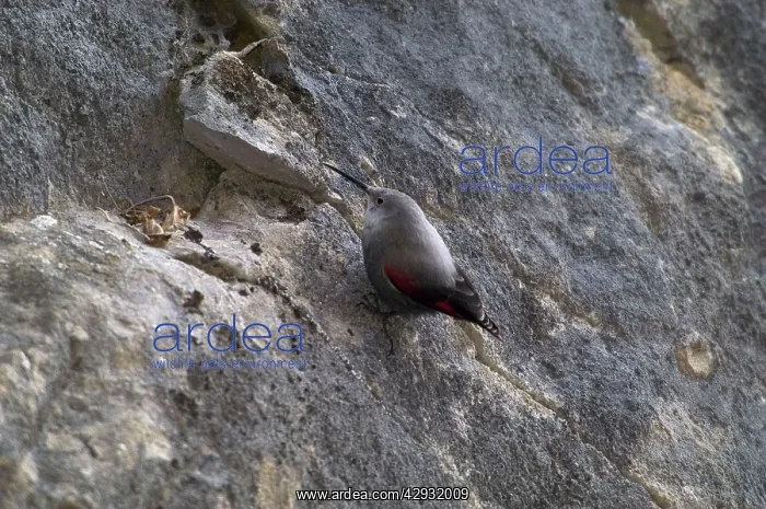 : Wallcreeper - female : Wallcreeper - female
