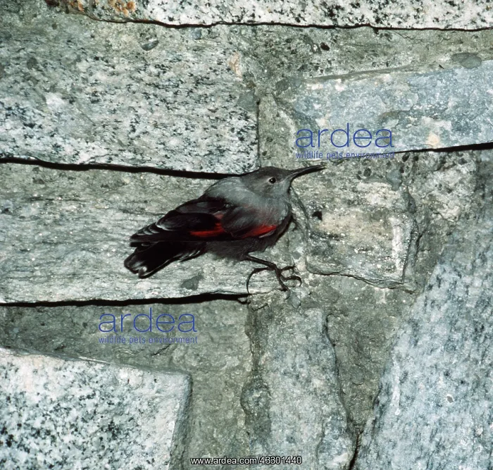 : Wallcreeper - on wall : Wallcreeper - on wall