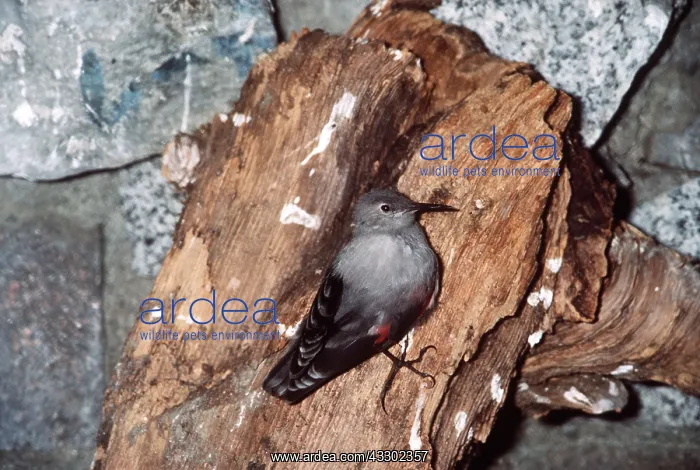 : WALLCREEPER - on wood : WALLCREEPER - on wood