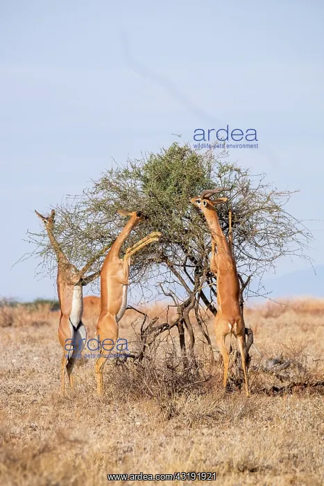 : Waller's Gazelle (Litocranius walleri), rear-legged : Waller's Gazelle (Litocranius walleri), rear-legged