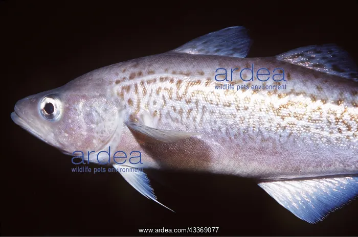 : WALLEYE POLLACK - showing lateral line : WALLEYE POLLACK - showing lateral line