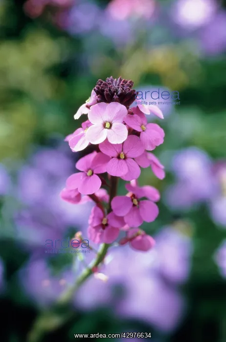 : Wallflower : Wallflower