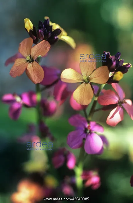 : Wallflower : Wallflower