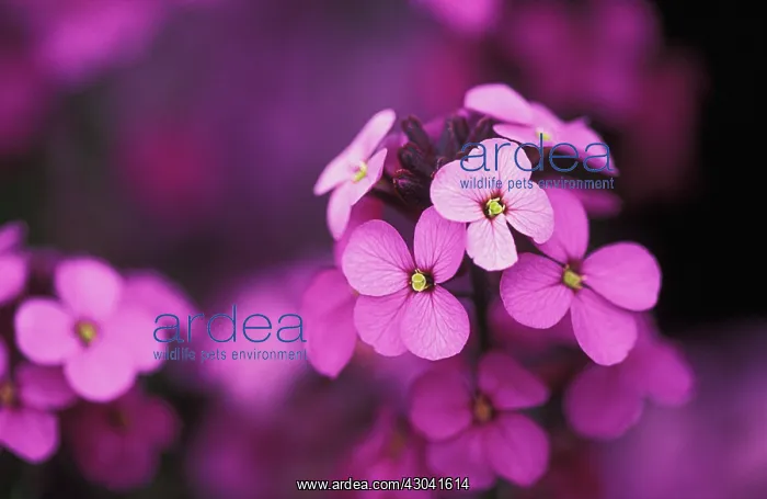 : Wallflower : Wallflower