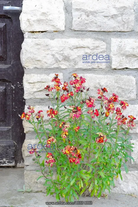 : Wallflower (Erysimum cheiri, cheiranthus cheiri) : Wallflower (Erysimum cheiri, cheiranthus cheiri)