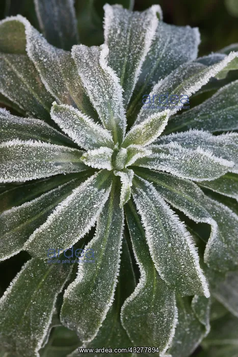 : Wallflower, Erysimum cultivar, Green subject : Wallflower, Erysimum cultivar, Green subject