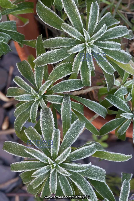 : Wallflower, Erysimum cultivar, Green subject : Wallflower, Erysimum cultivar, Green subject