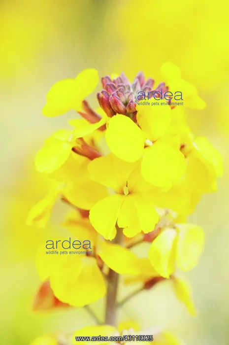 : Wallflower uA'u Fragrant Star, Erysimum Fragrant : Wallflower uA'u Fragrant Star, Erysimum Fragrant