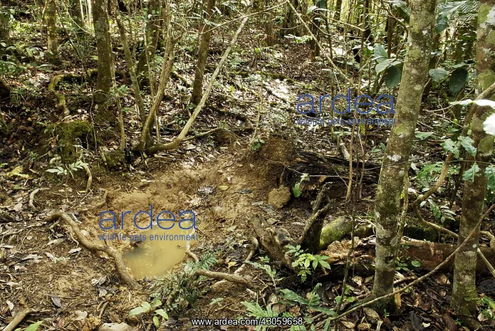 : Wallow of wild pig in rainforest New Caledonia : Wallow of wild pig in rainforest New Caledonia