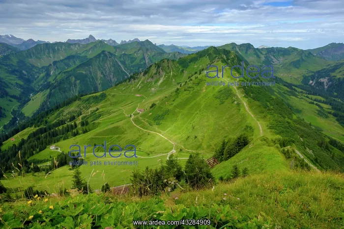: At Walmendinger Horn, Kleinwalsertal, Allg&, x4d60;Alps : At Walmendinger Horn, Kleinwalsertal, Allg&, x4d60;Alps