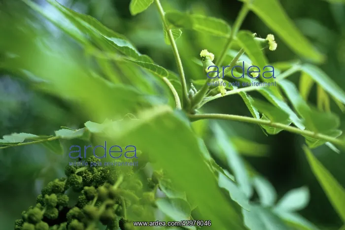 : Walnut, Juglans regia : Walnut, Juglans regia