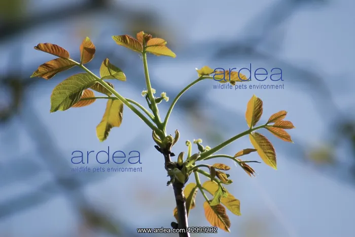 : Walnut, Juglans regia : Walnut, Juglans regia