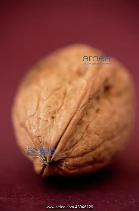: Walnut, Juglans regia : Walnut, Juglans regia