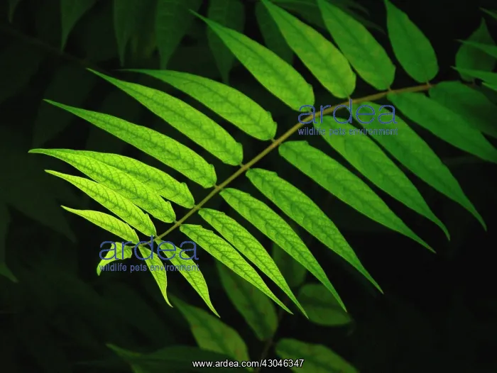  : Walnut, Juglans regia