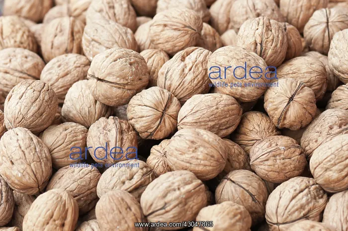 : Walnut, Juglans regia : Walnut, Juglans regia